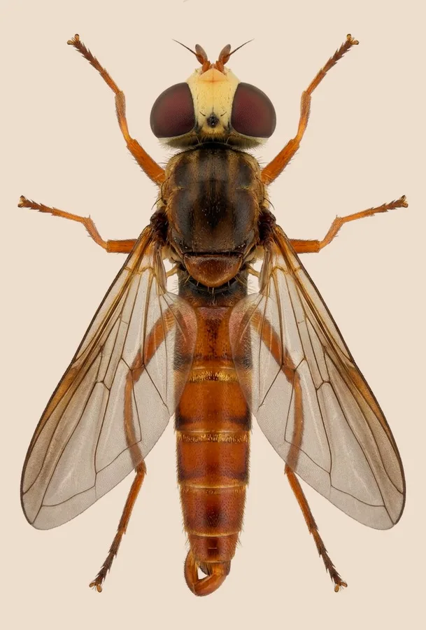Ferruginous bee-grabber, Sicus ferrugineus, plate