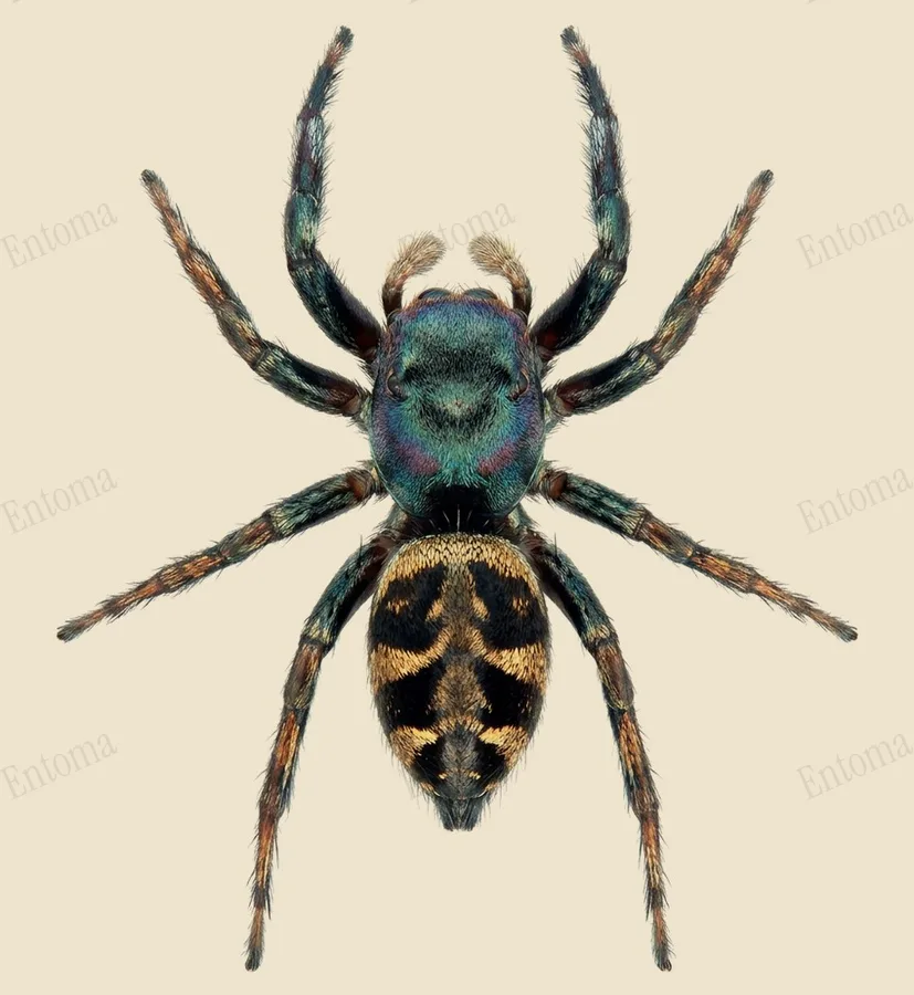 Siler cupreus, Siler cupreus, levha
