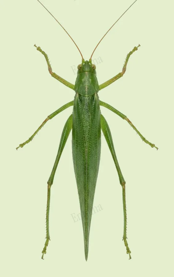 Sinochlora longifissa, Sinochlora longifissa, levha