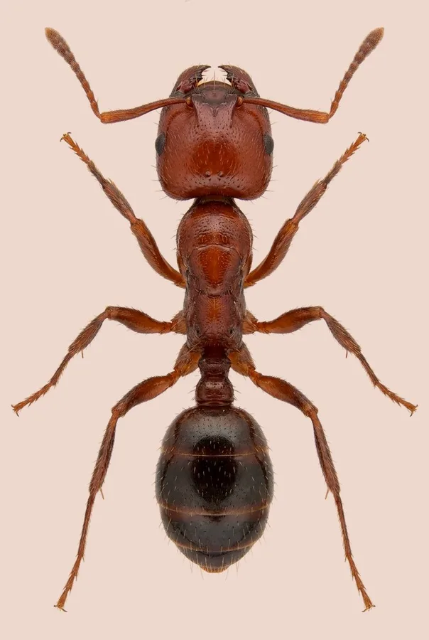 Fourmi de feu rouge, Solenopsis invicta, planche