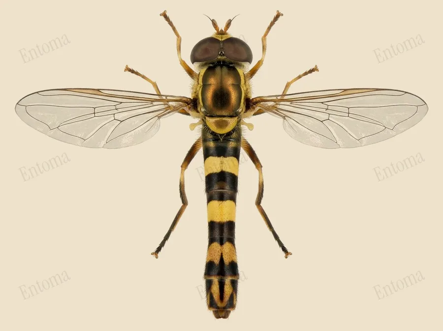 Common globetail, Sphaerophoria scripta, plate