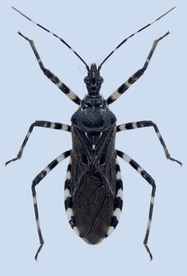 Sphedanolestes impressicollis, Sphedanolestes impressicollis, levha