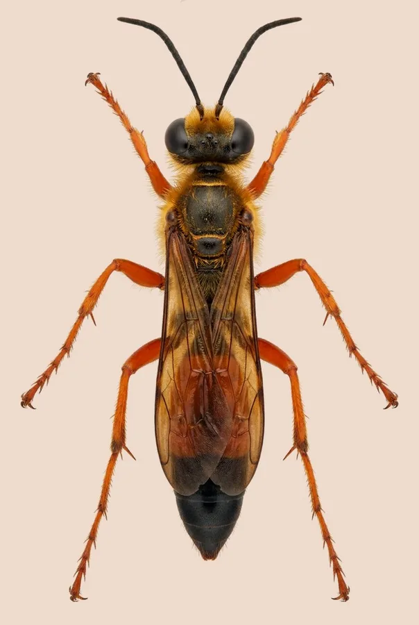 Great golden digger wasp, Sphex ichneumoneus, plate