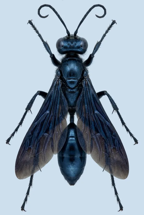 Sphex pensylvanicus（Sphex pensylvanicus）の図版