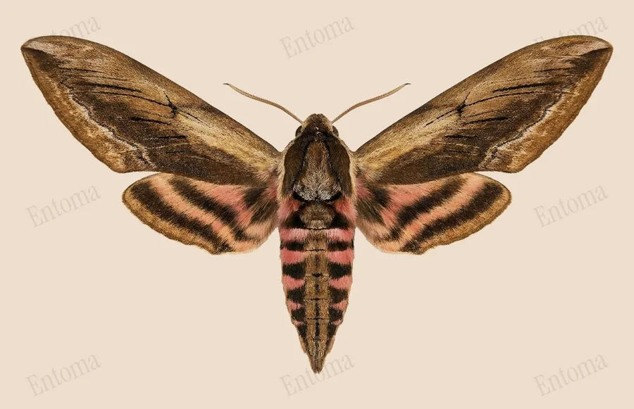Privet hawkmoth, Sphinx ligustri, plate