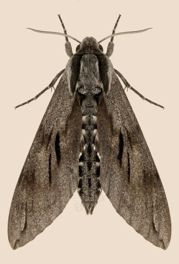 Pine hawk-moth, Sphinx pinastri, plate