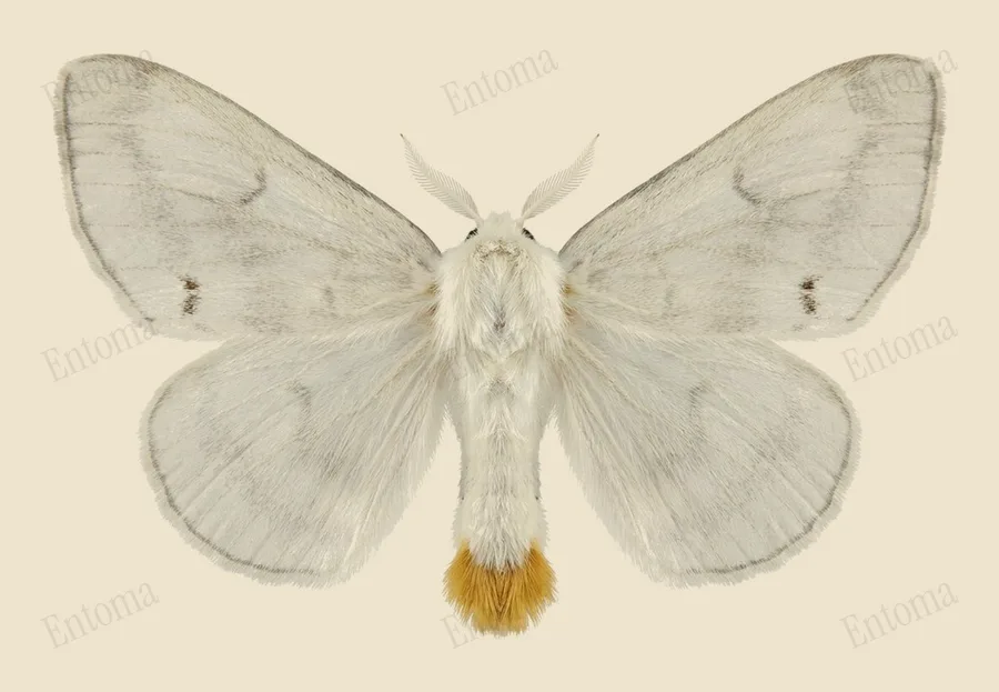 Swan moth, Sphrageidus similis, plate