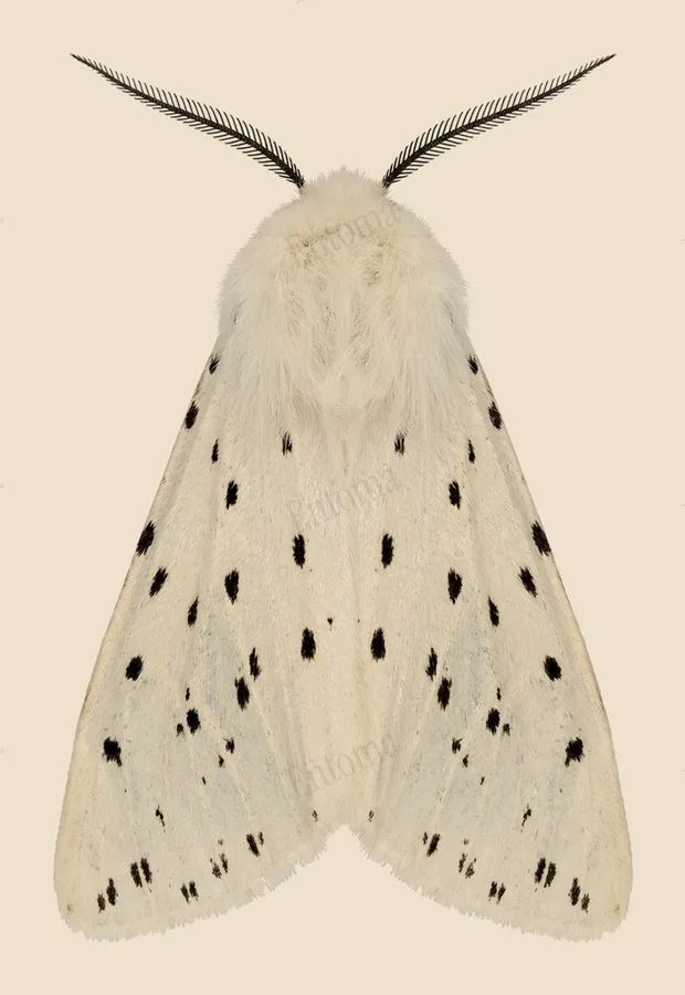White ermine, Spilosoma lubricipeda, plate