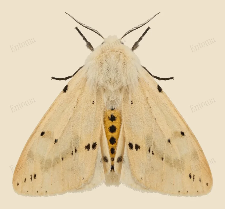 Buff ermine, Spilosoma lutea, plate