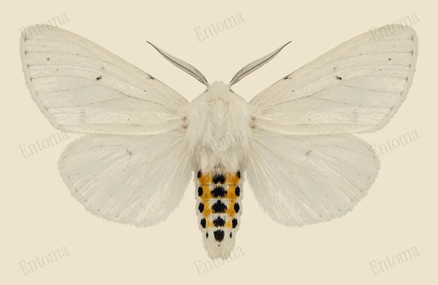 Virginian tiger moth, Spilosoma virginica, plate