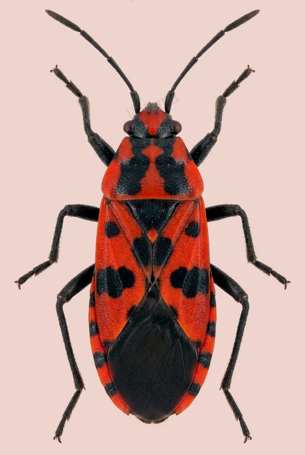 Spilostethus saxatilis, Spilostethus saxatilis, plate