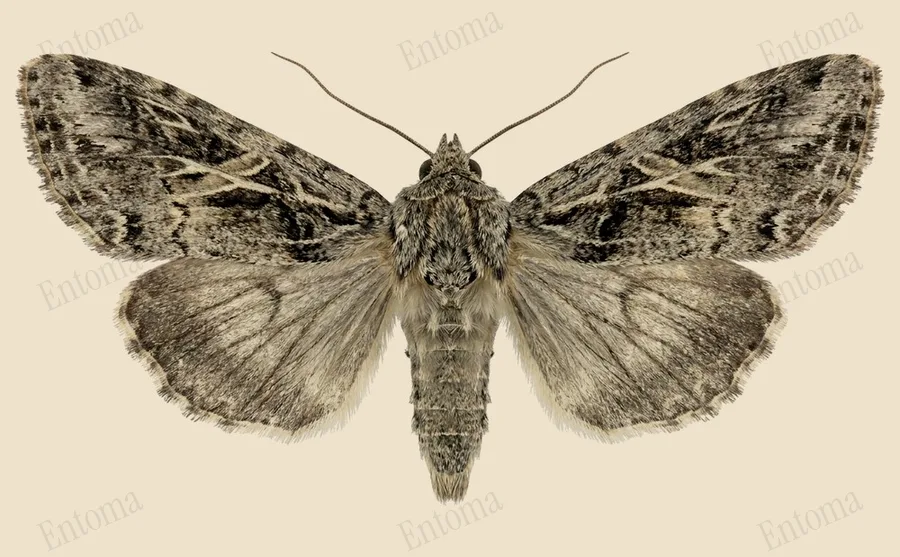 Spodoptera ornithogalli（Spodoptera ornithogalli）の図版