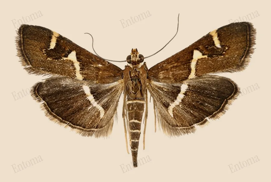 Spoladea recurvalis, Spoladea recurvalis, levha