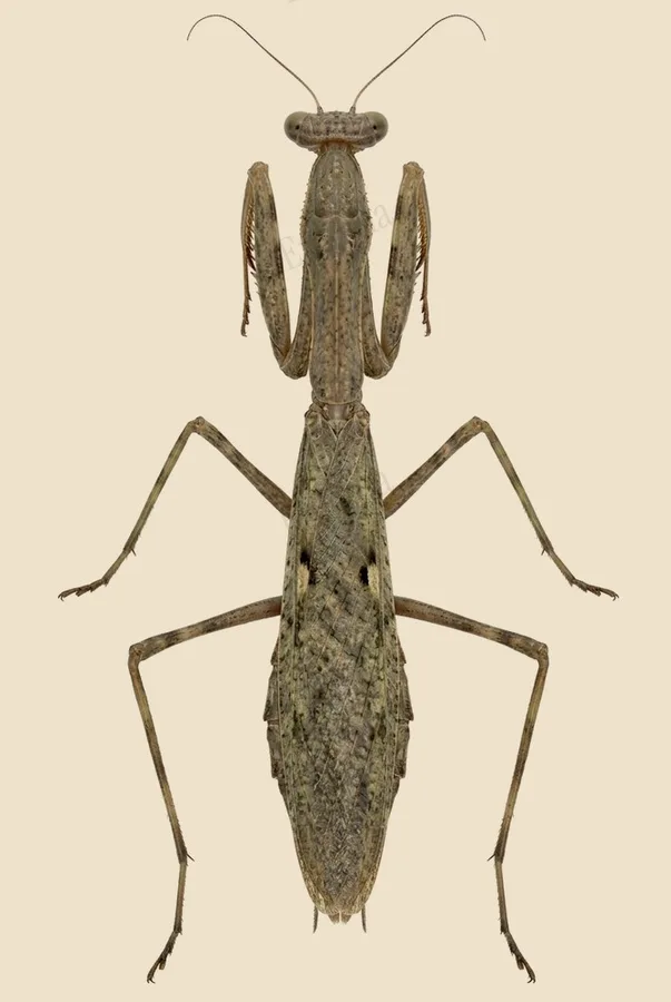 Carolina mantis, Stagmomantis carolina, plate