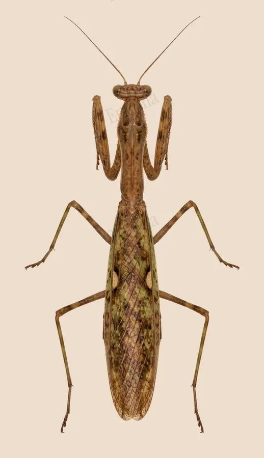 Statilia maculata, Statilia maculata, plaat