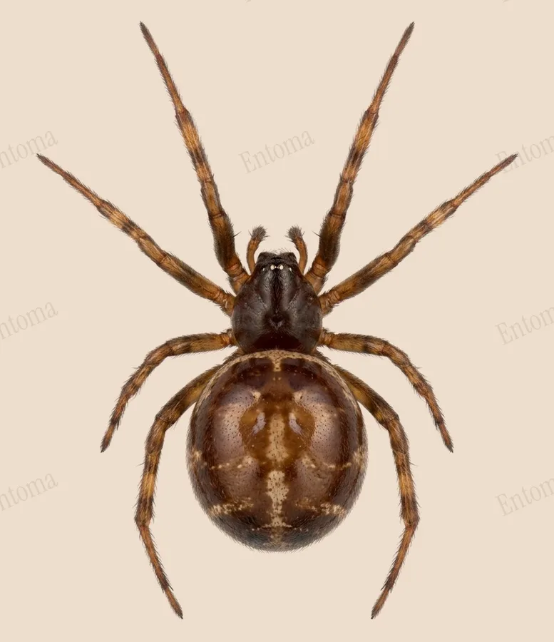 Steatoda bipunctata, Steatoda bipunctata, planche