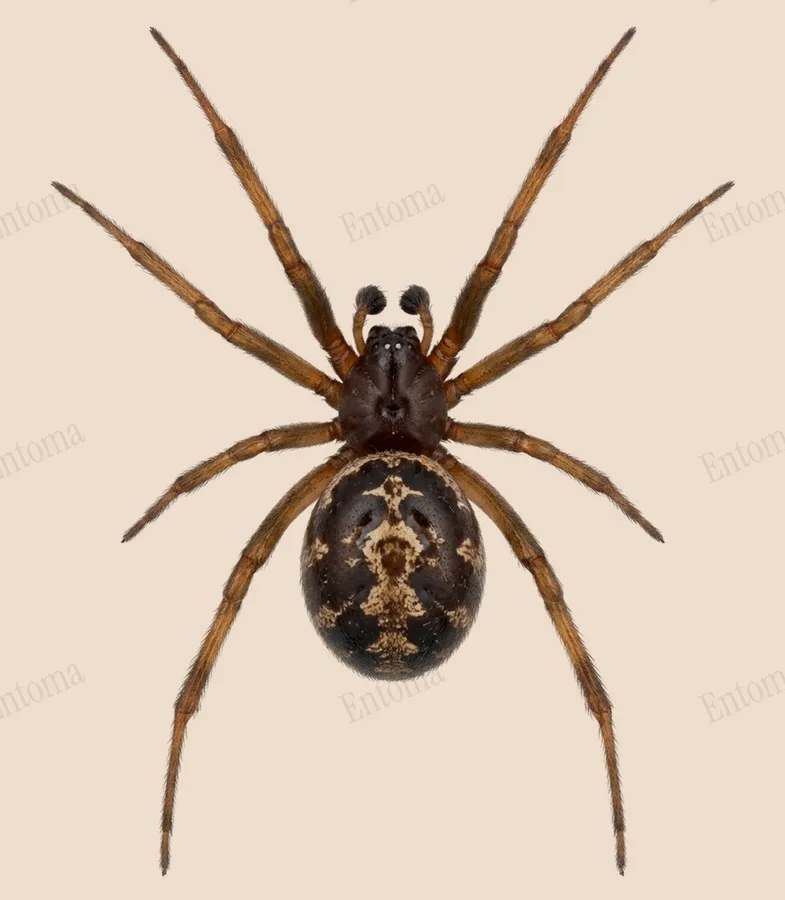 Steatoda grossa, Steatoda grossa, levha