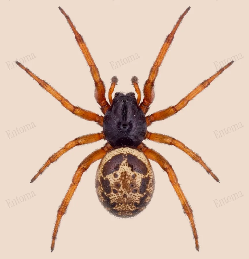 Noble false widow, Steatoda nobilis, plate