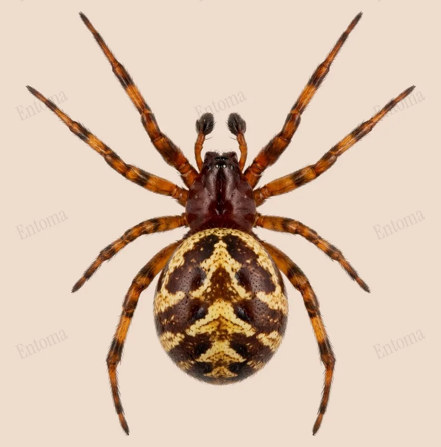 Steatoda triangulosa, Steatoda triangulosa, tavola