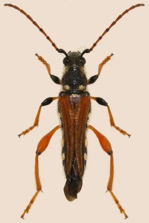 Stenopterus rufus, Stenopterus rufus, plate