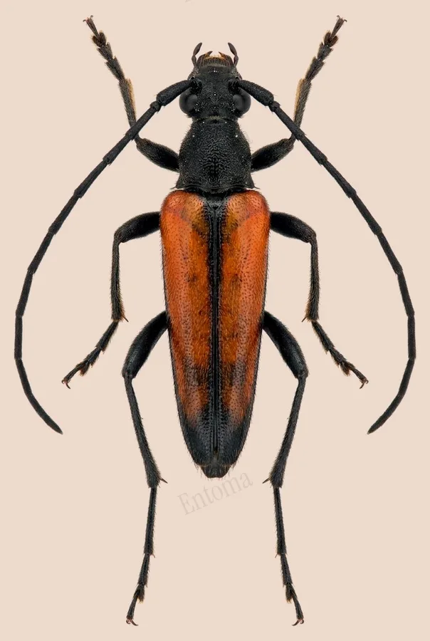 Black-striped longhorn beetle, Stenurella melanura, plate