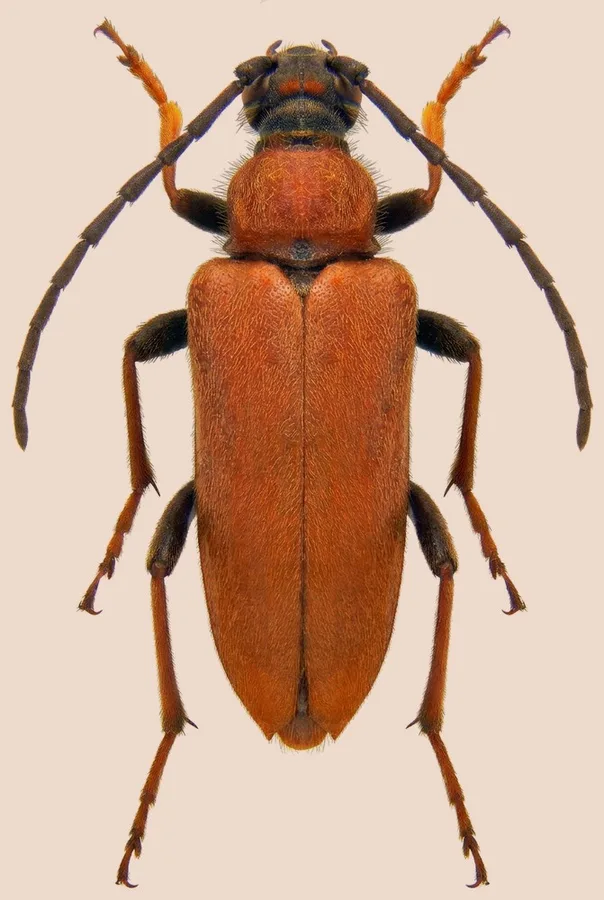 Red pine longhorn beetle, Stictoleptura rubra, plate