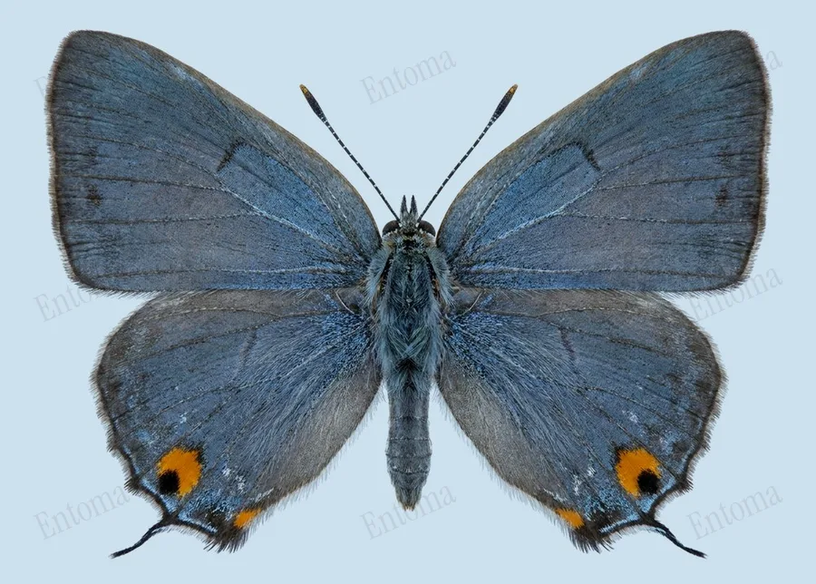 Gray hairstreak, Strymon melinus, plate