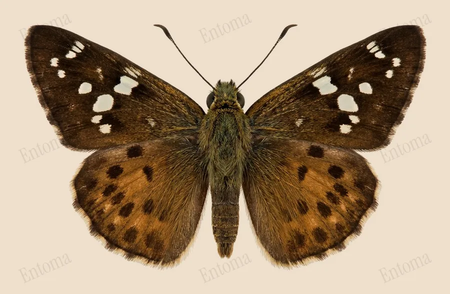 Suastus gremius, Suastus gremius, tavola
