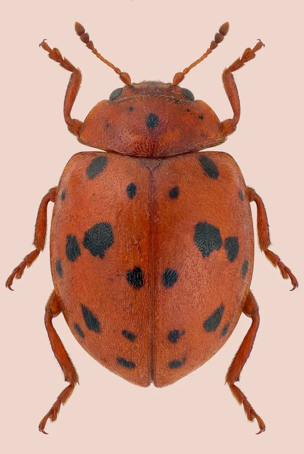 24-spot ladybird, Subcoccinella vigintiquatuorpunctata, plate