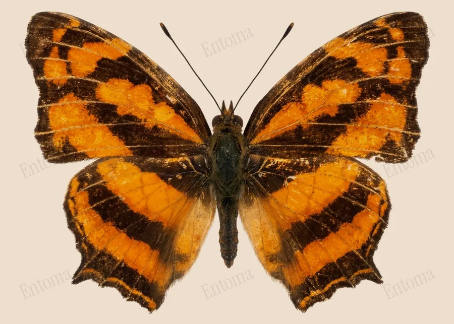 Symbrenthia lilaea, Symbrenthia lilaea, plaat