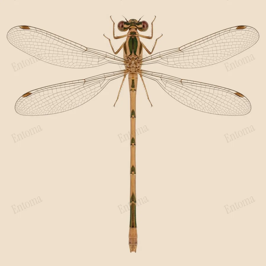 Common winter damselfly, Sympecma fusca, plate