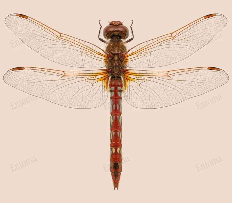 Variegated meadowhawk, Sympetrum corruptum, plate