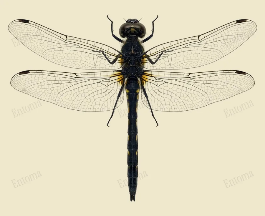 Black meadowhawk, Sympetrum danae, plate