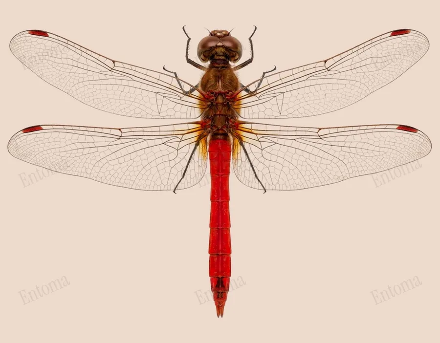 Sympetrum eroticum, Sympetrum eroticum, tavola