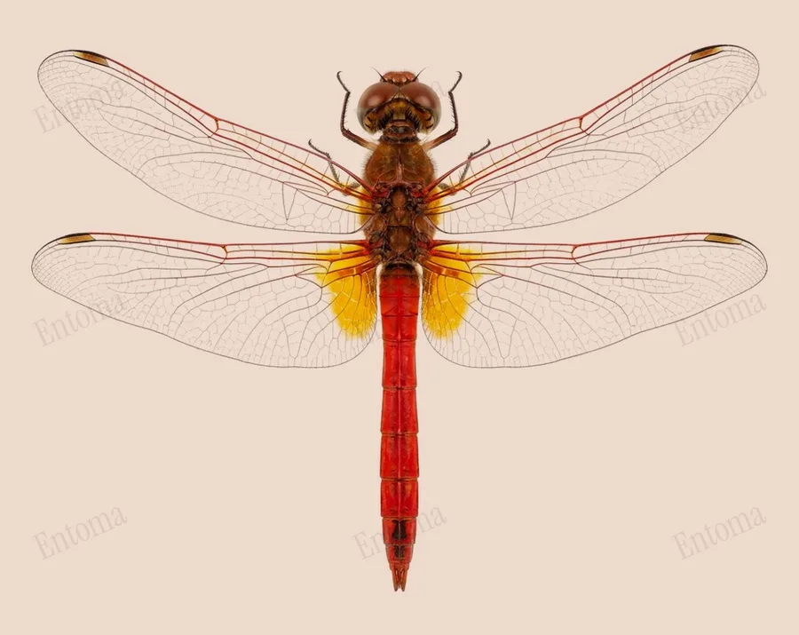 Nomad, Sympetrum fonscolombii, plate