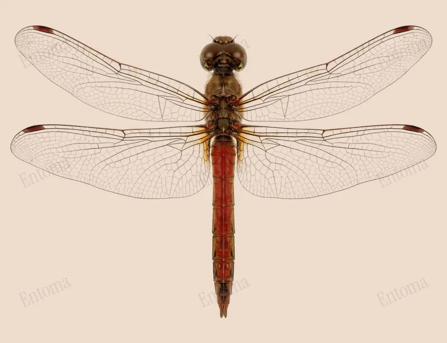 Sympetrum frequens, Sympetrum frequens, tavola