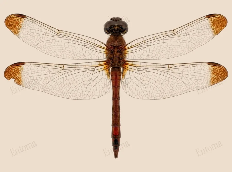 Sympetrum infuscatum, Sympetrum infuscatum, lámina