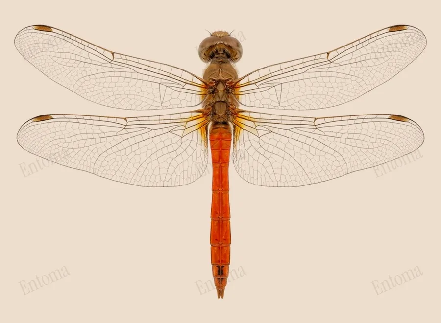 Southern darter, Sympetrum meridionale, plate
