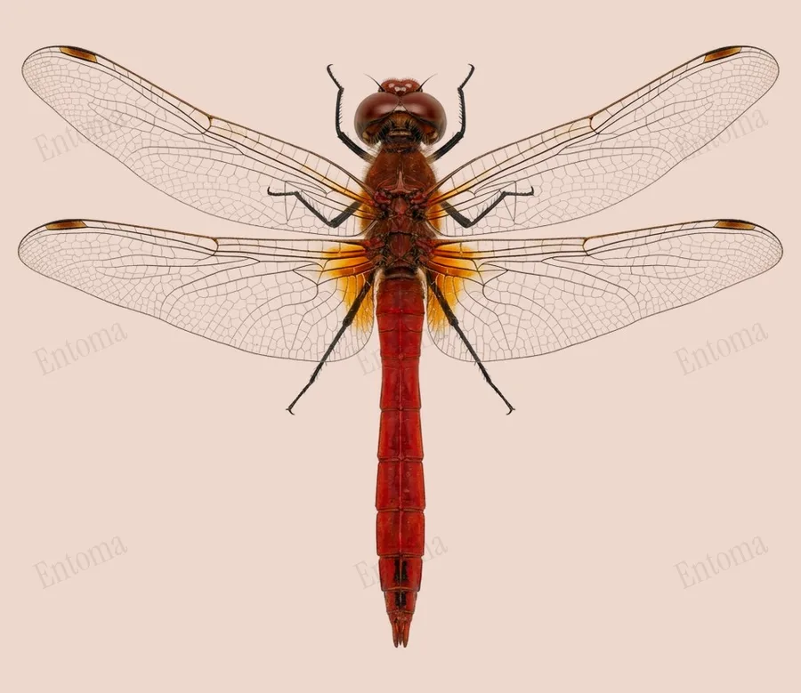 Ruddy darter, Sympetrum sanguineum, plate
