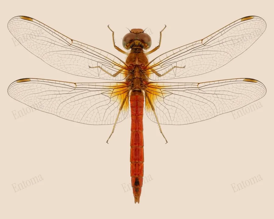 Autumn meadowhawk, Sympetrum vicinum, plate
