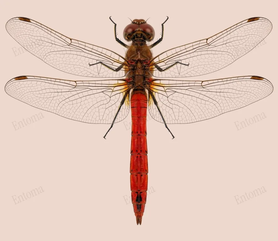Vagrant darter, Sympetrum vulgatum, plate