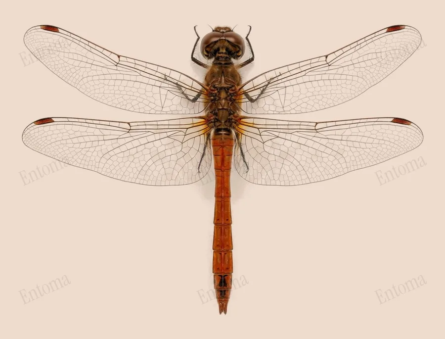 Common darter, Sympetrum striolatum, plate