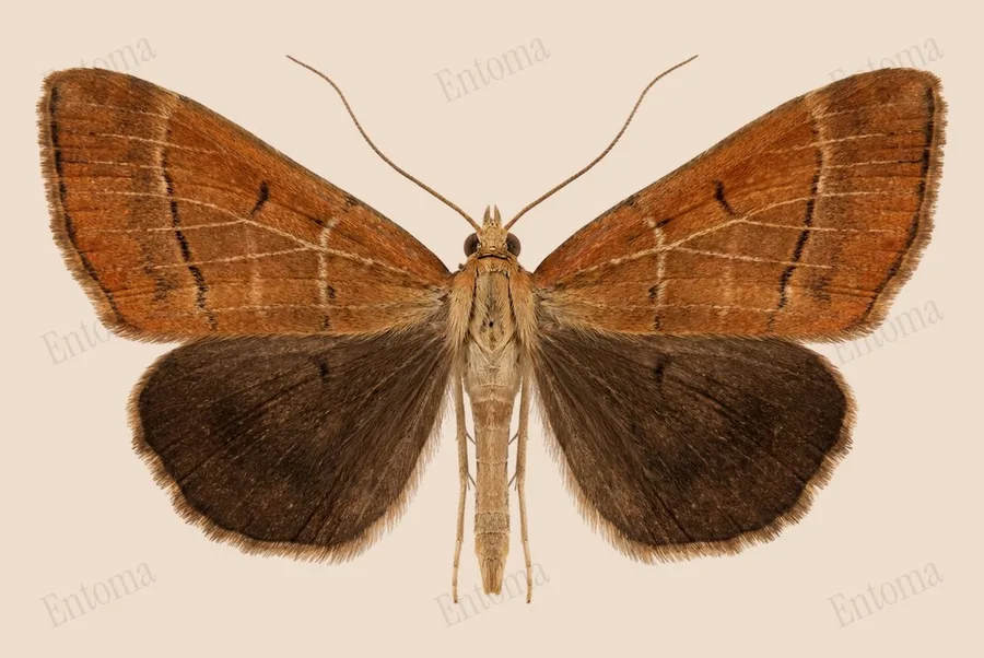 Long-legged tabby, Synaphe punctalis, plate