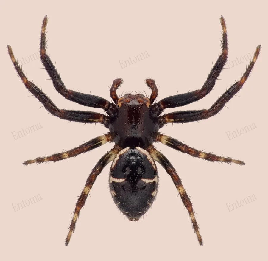 불짜게거미(Synema globosum) 도판