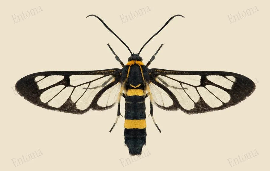 Syntomoides imaon, Syntomoides imaon, tavola