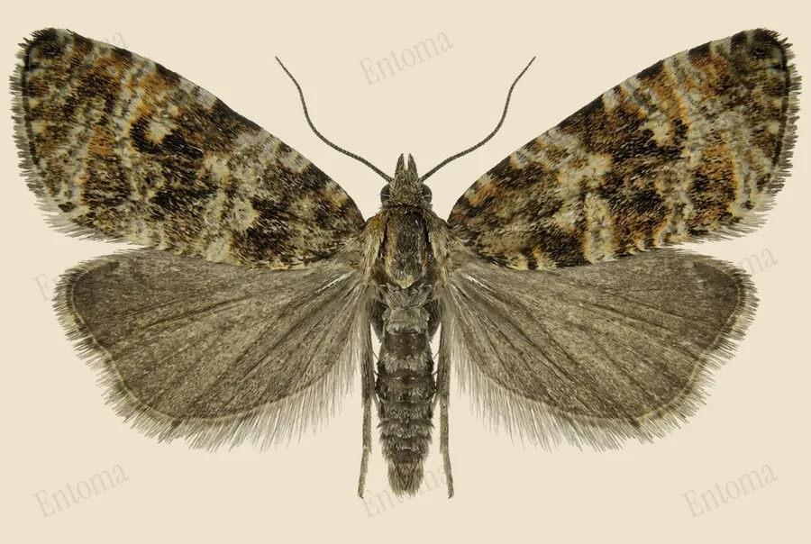 Common marble, Syricoris lacunana, plate