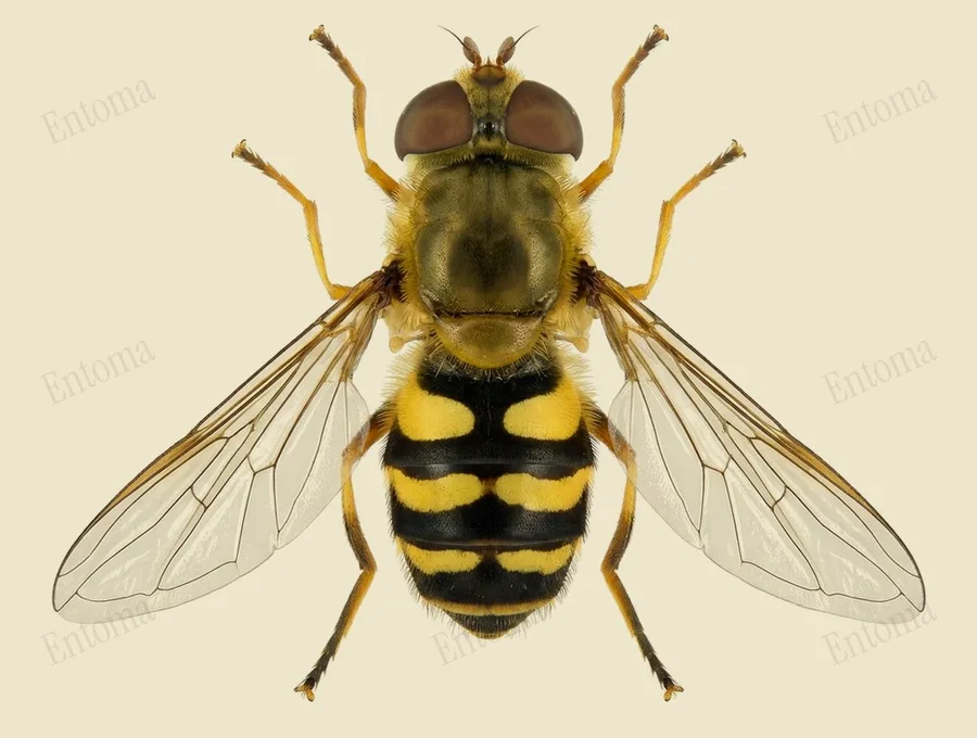 Common flower fly, Syrphus ribesii, plate