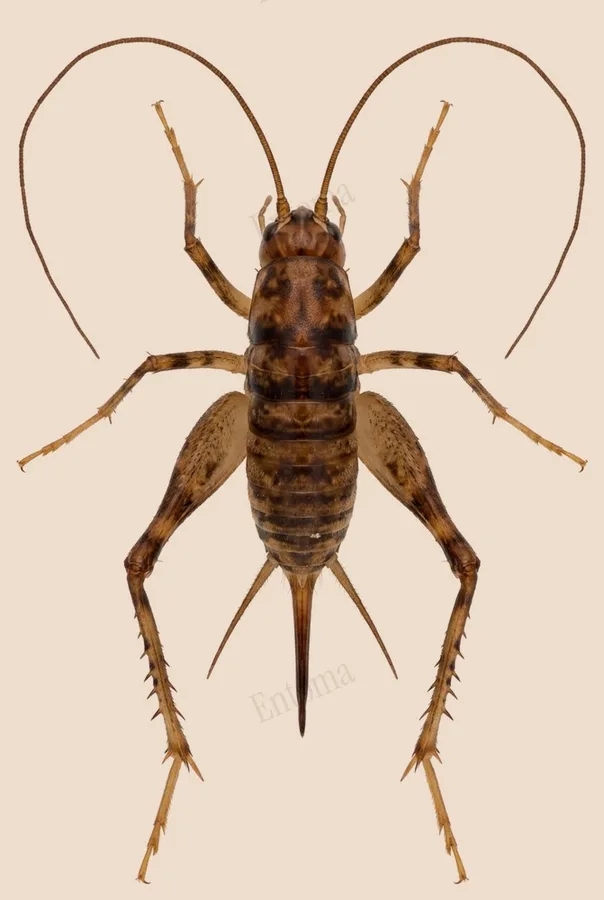 Tachycines coreanus（Tachycines coreanus）圖版