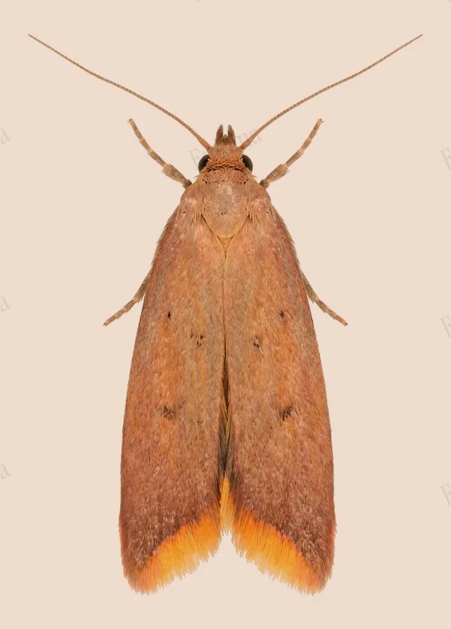Ruddy streak, Tachystola acroxantha, plate