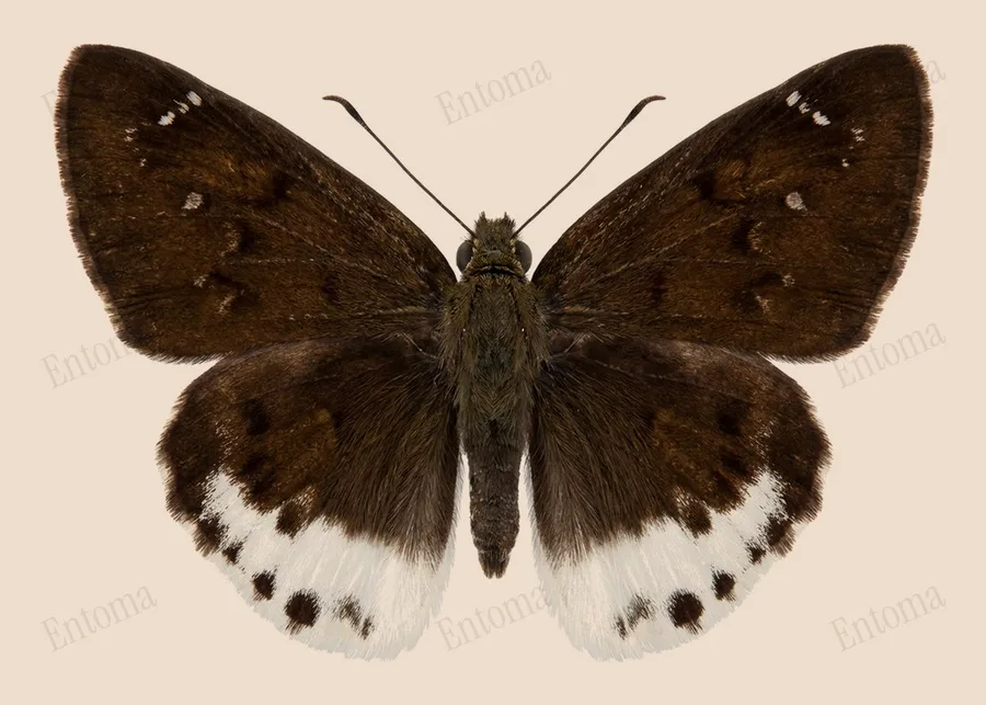 Tagiades tethys, Tagiades tethys, lámina